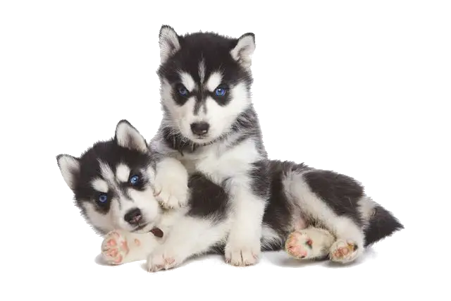 Adorable Husky Puppies