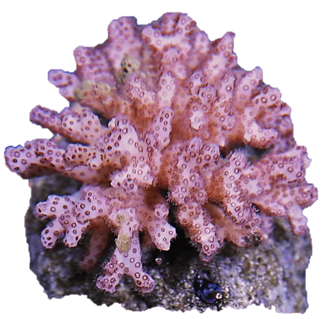 Pink Coral in Marine Ecosystem