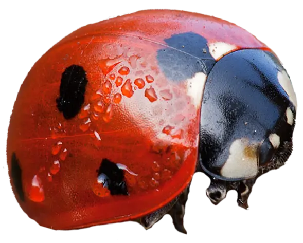Realistic Ladybug with Red Shell