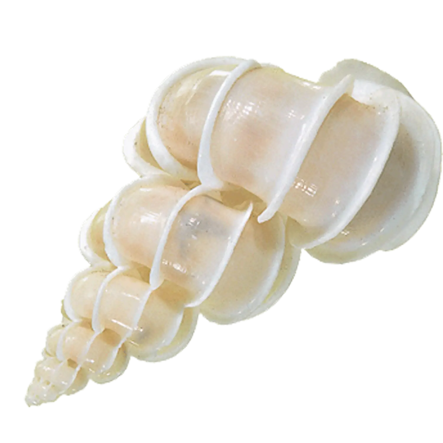 White Spiral Seashell