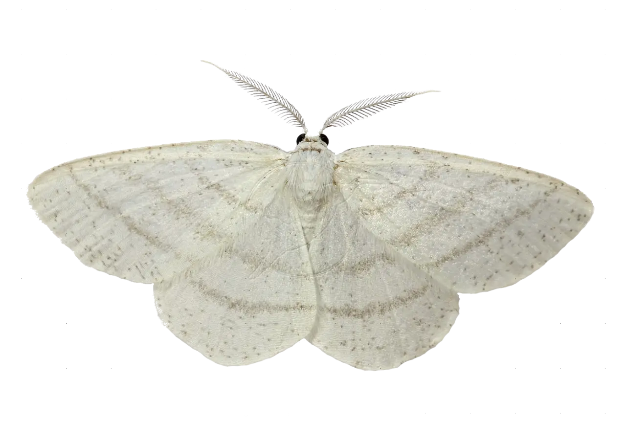 White Moth Nature Illustration
