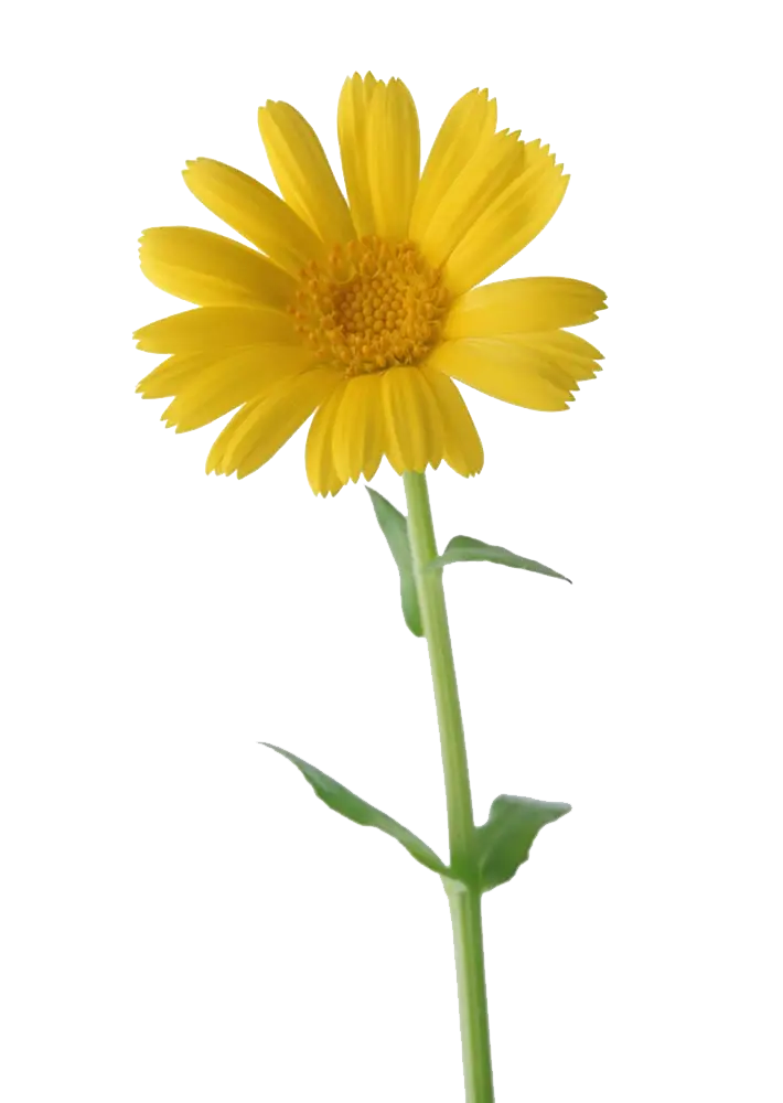 Yellow Daisy Flower with Green Stem