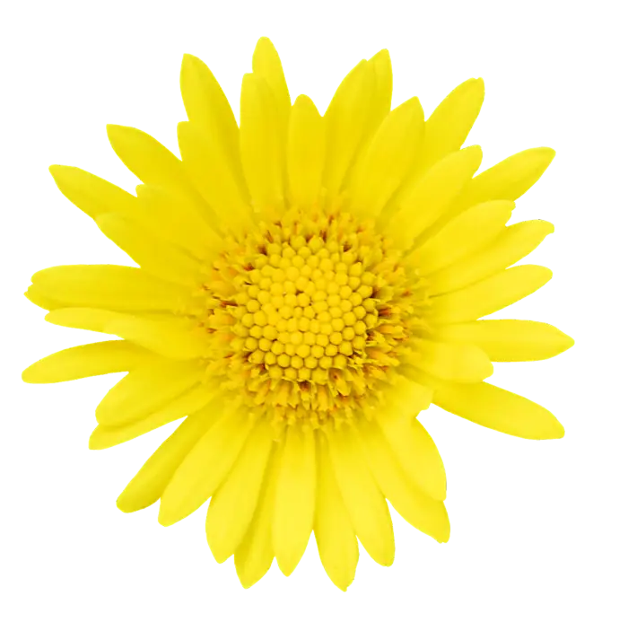 Close-up of a Yellow Flower Blossom