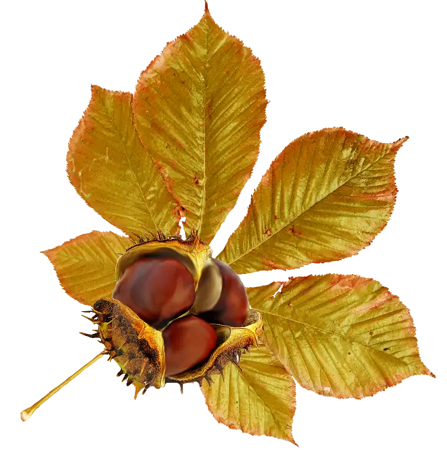 Chestnuts with Autumn Leaves