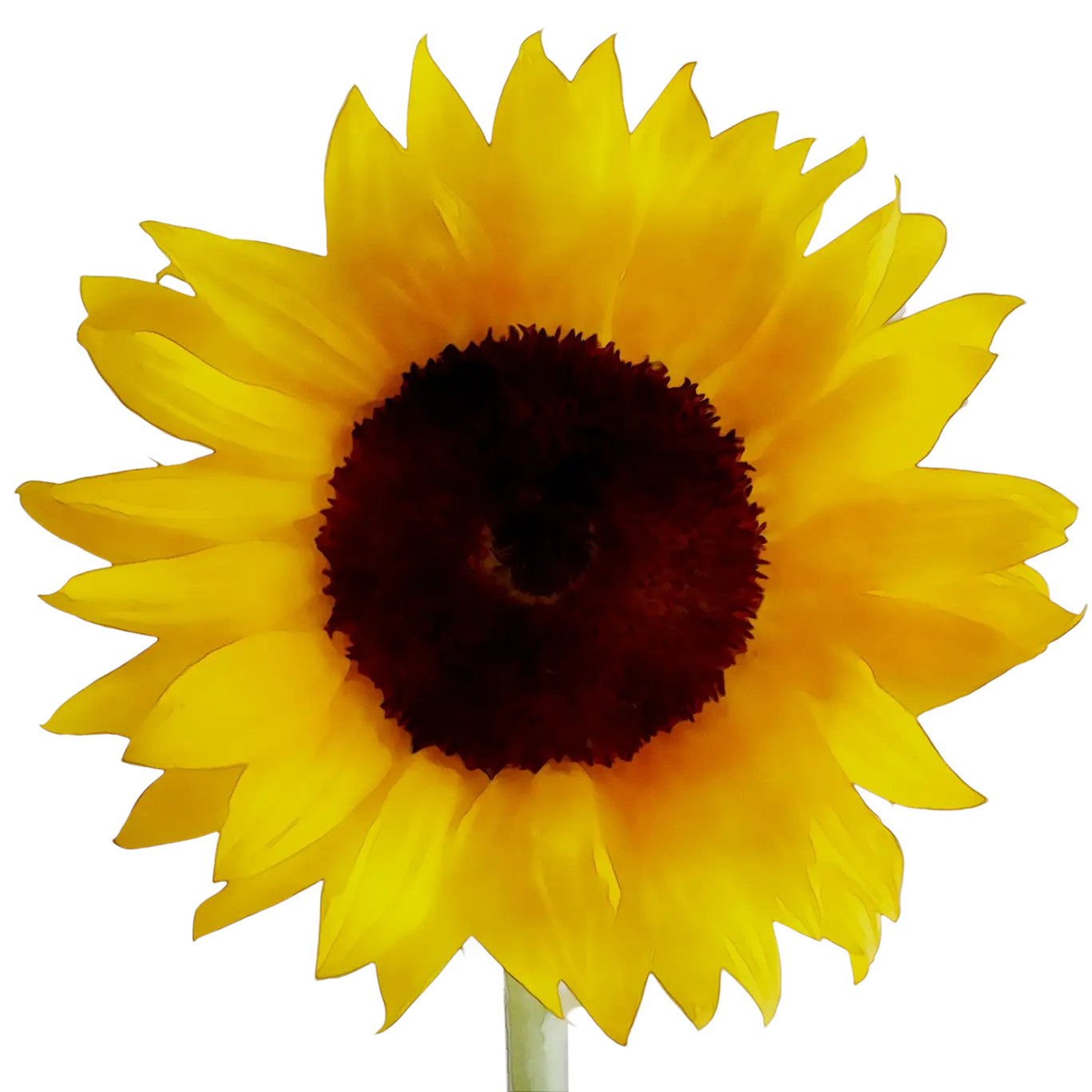 Bright Yellow Sunflower for Nature Lovers