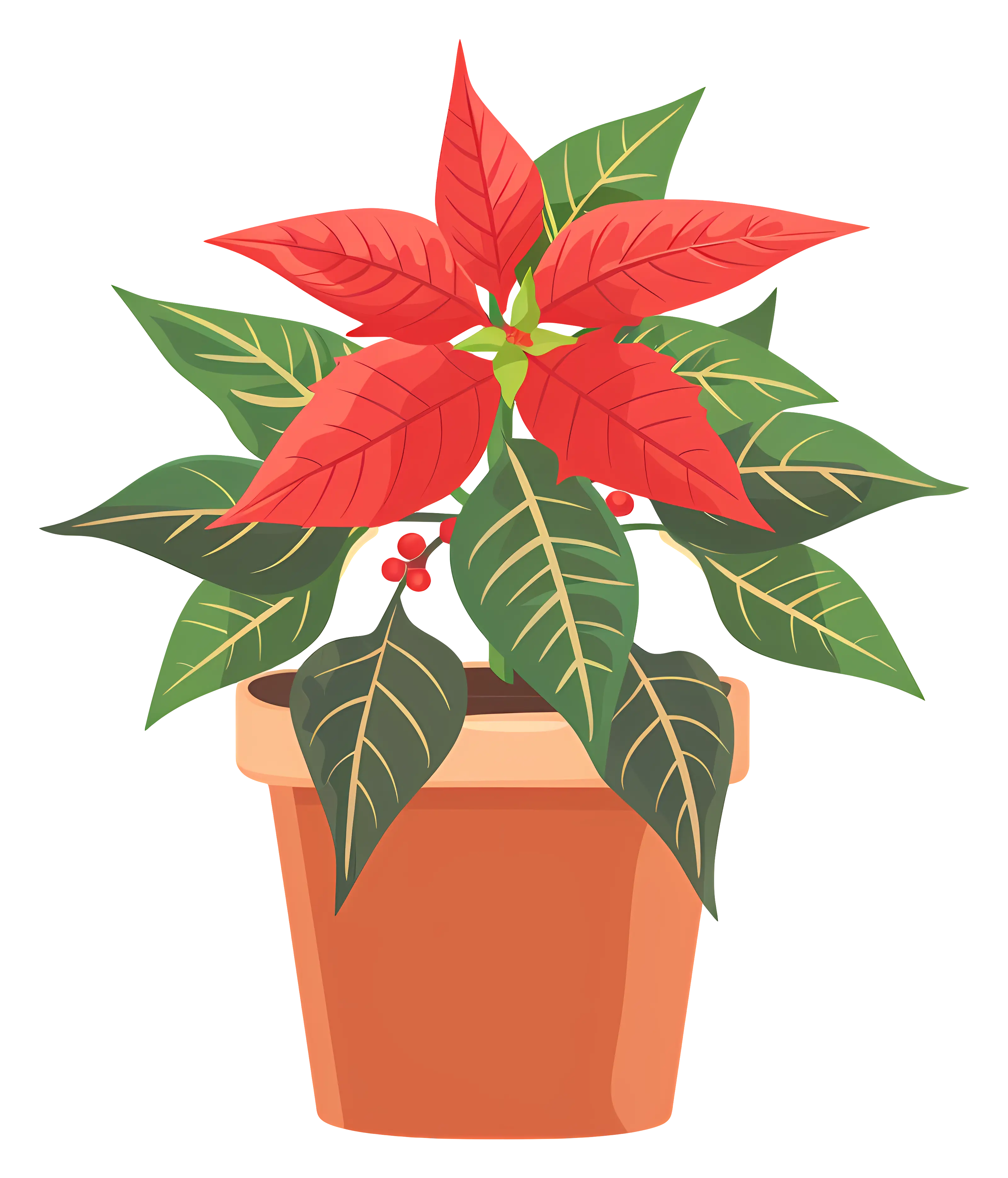 Poinsettia Plant in Terracotta Pot