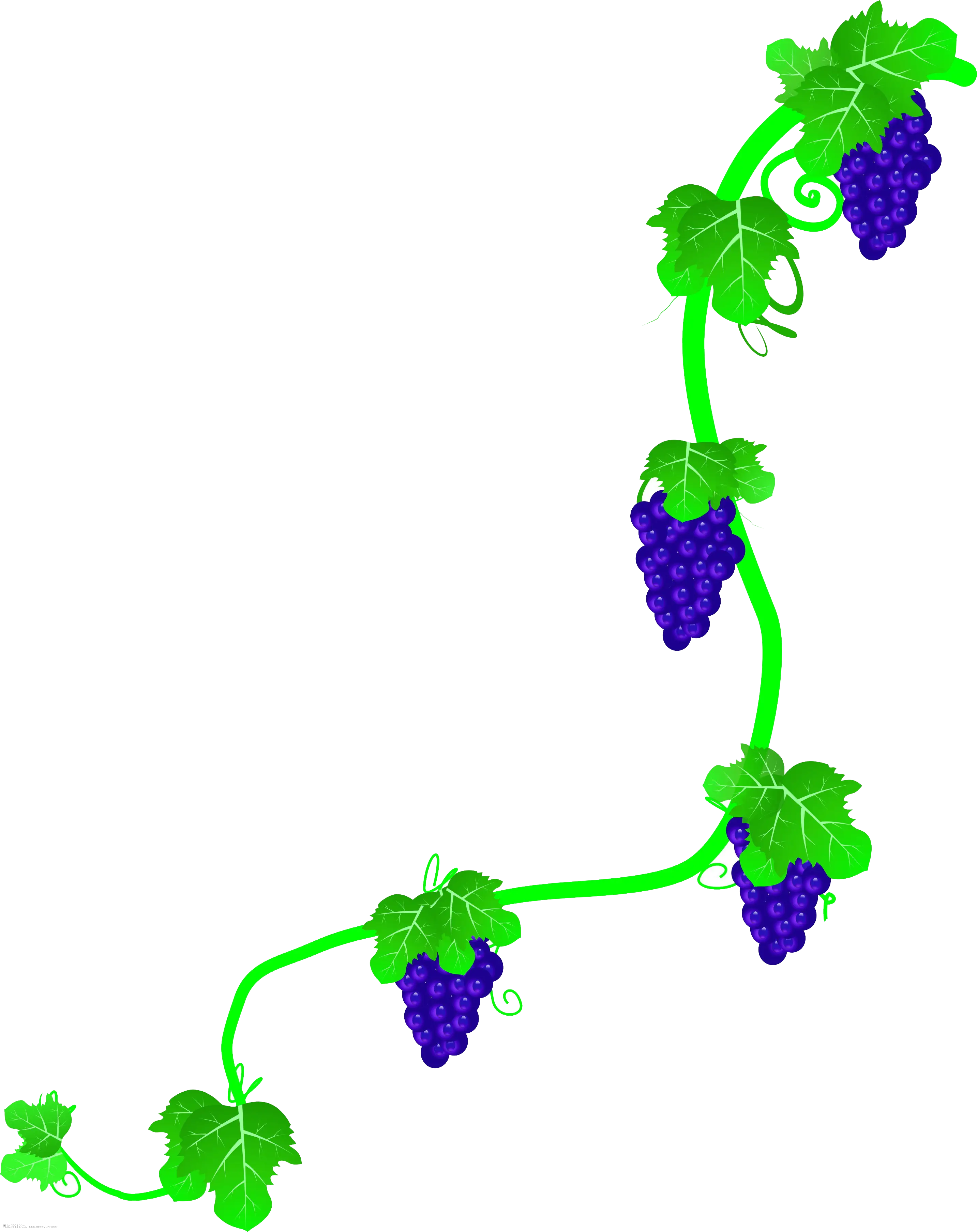 Grapevine with Purple Grapes