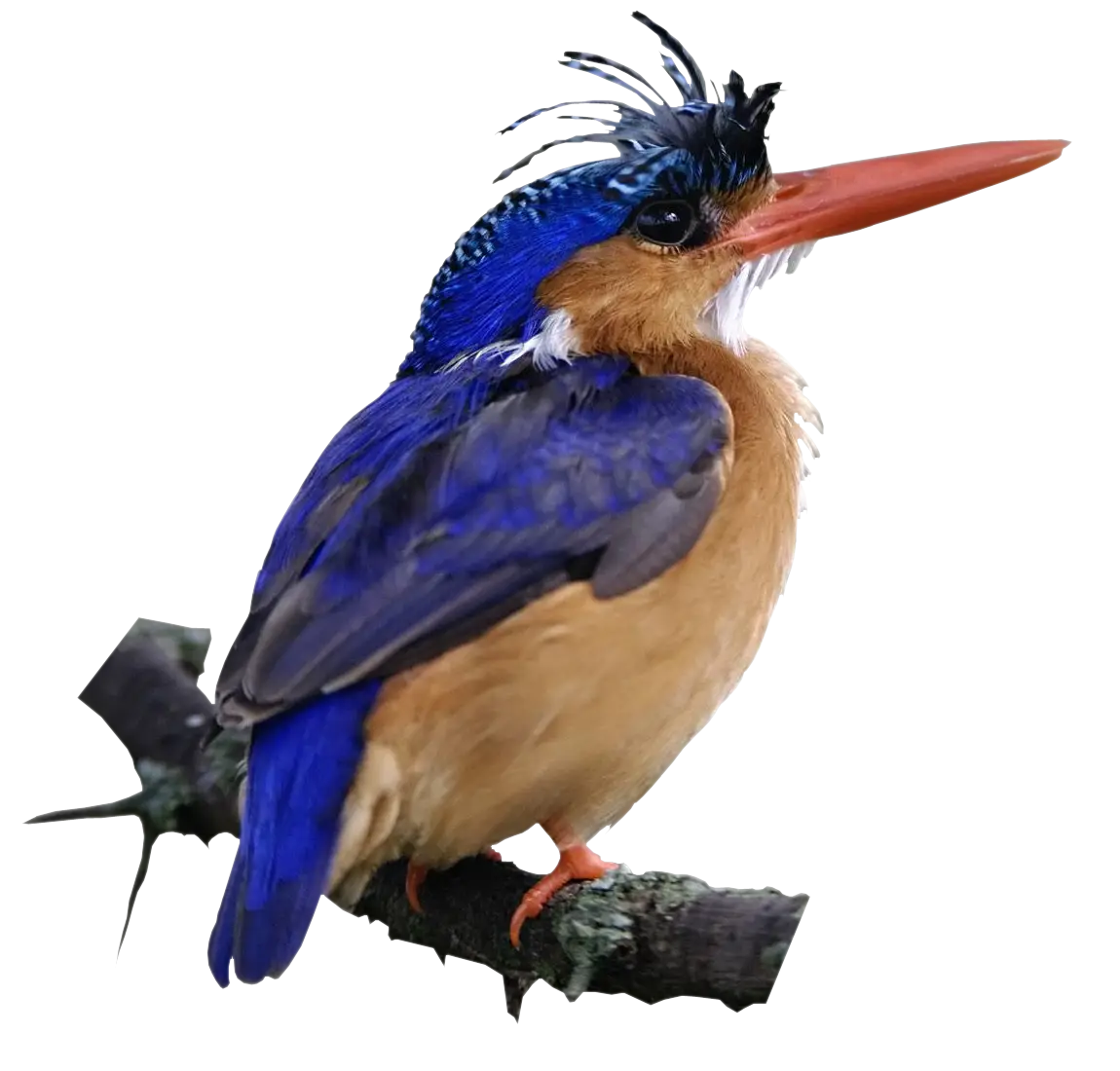 Colorful Kingfisher Bird
