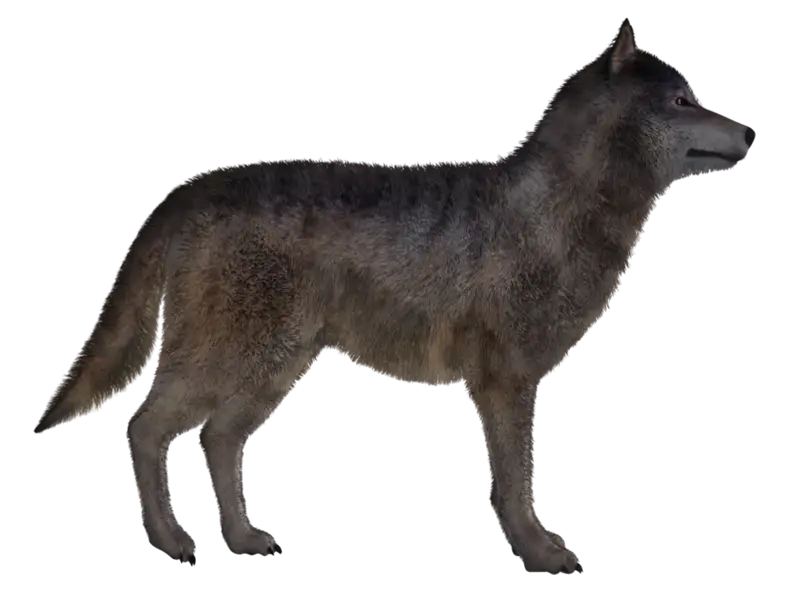 Realistic side view of a wolf