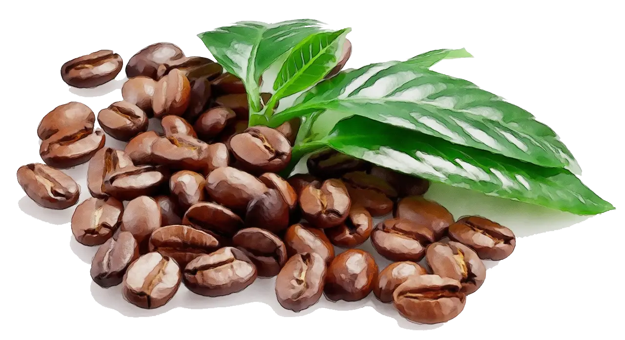 Coffee Beans and Leaves