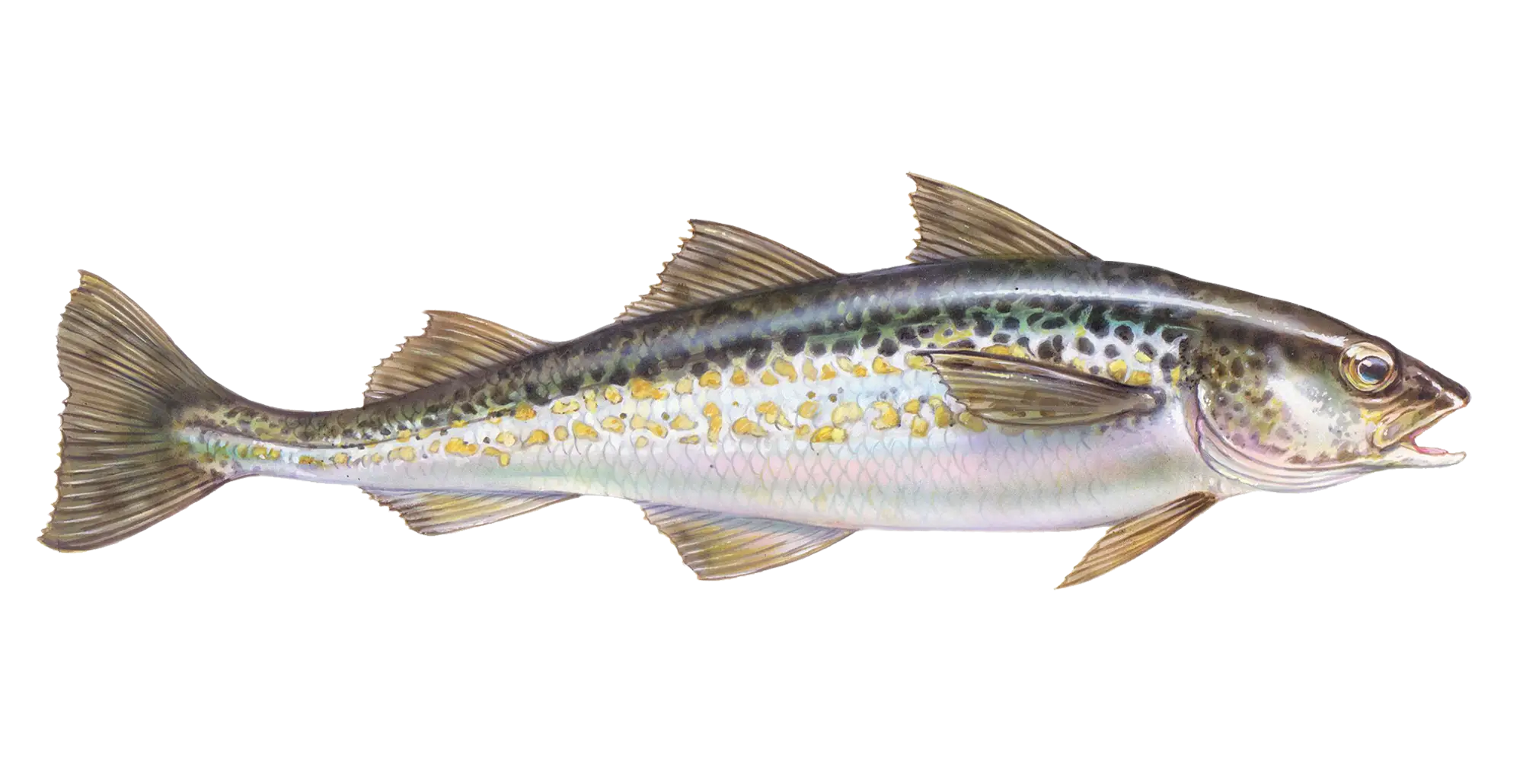 Detailed Illustration of a Spotted Fish