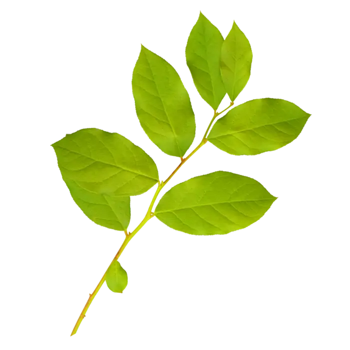 Green Leaf Branch Illustration