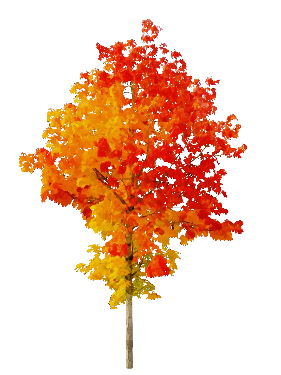 Autumn Tree with Colorful Red and Yellow Leaves