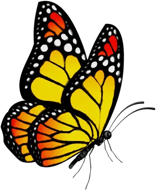 Orange and Black Butterfly Illustration