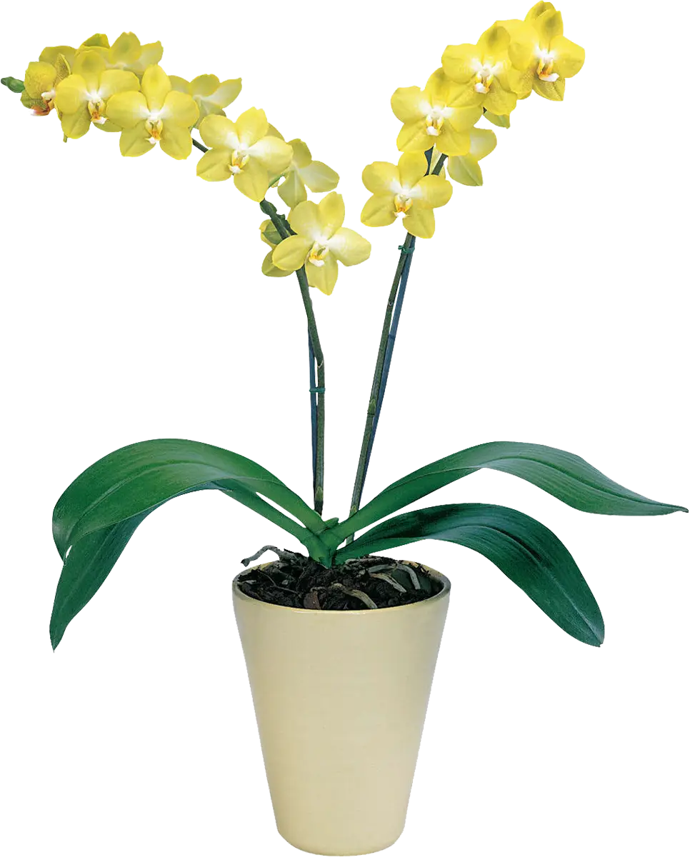 Beautiful Yellow Orchid in Pot