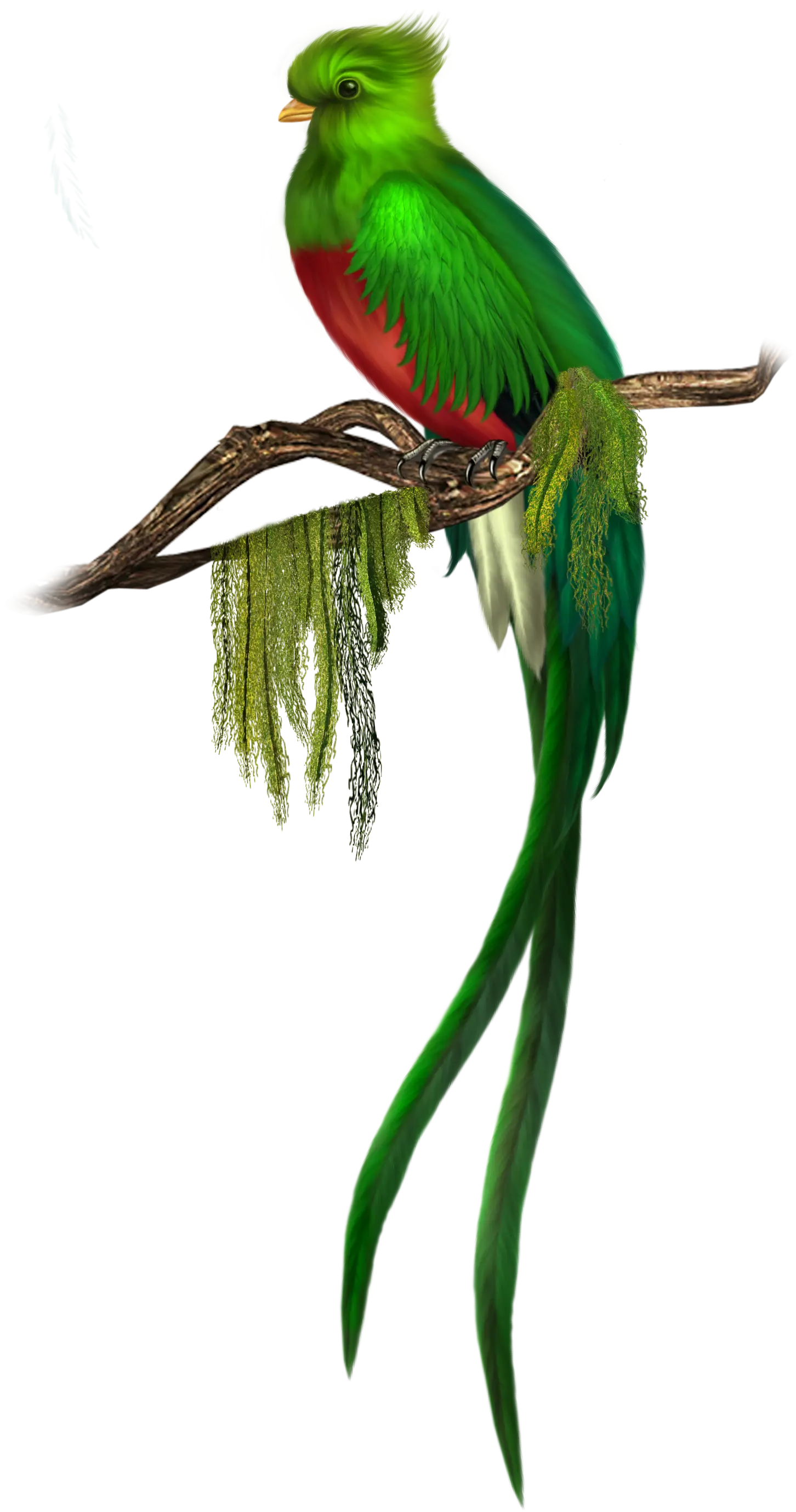 Colorful Bird on Branch