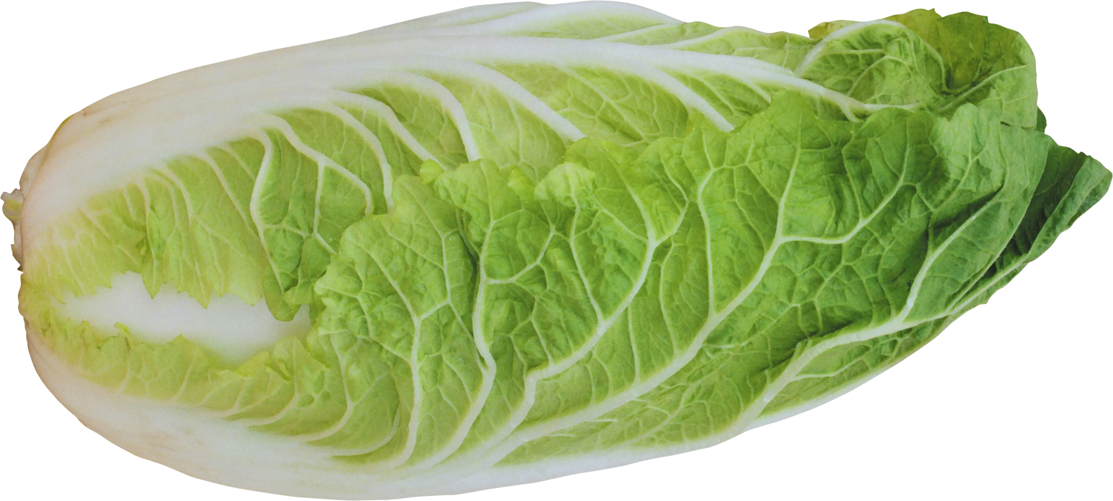 Fresh Napa Cabbage for Culinary Use