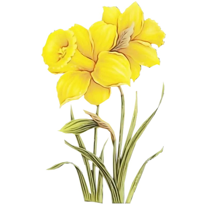 Beautiful Yellow Daffodils in Bloom