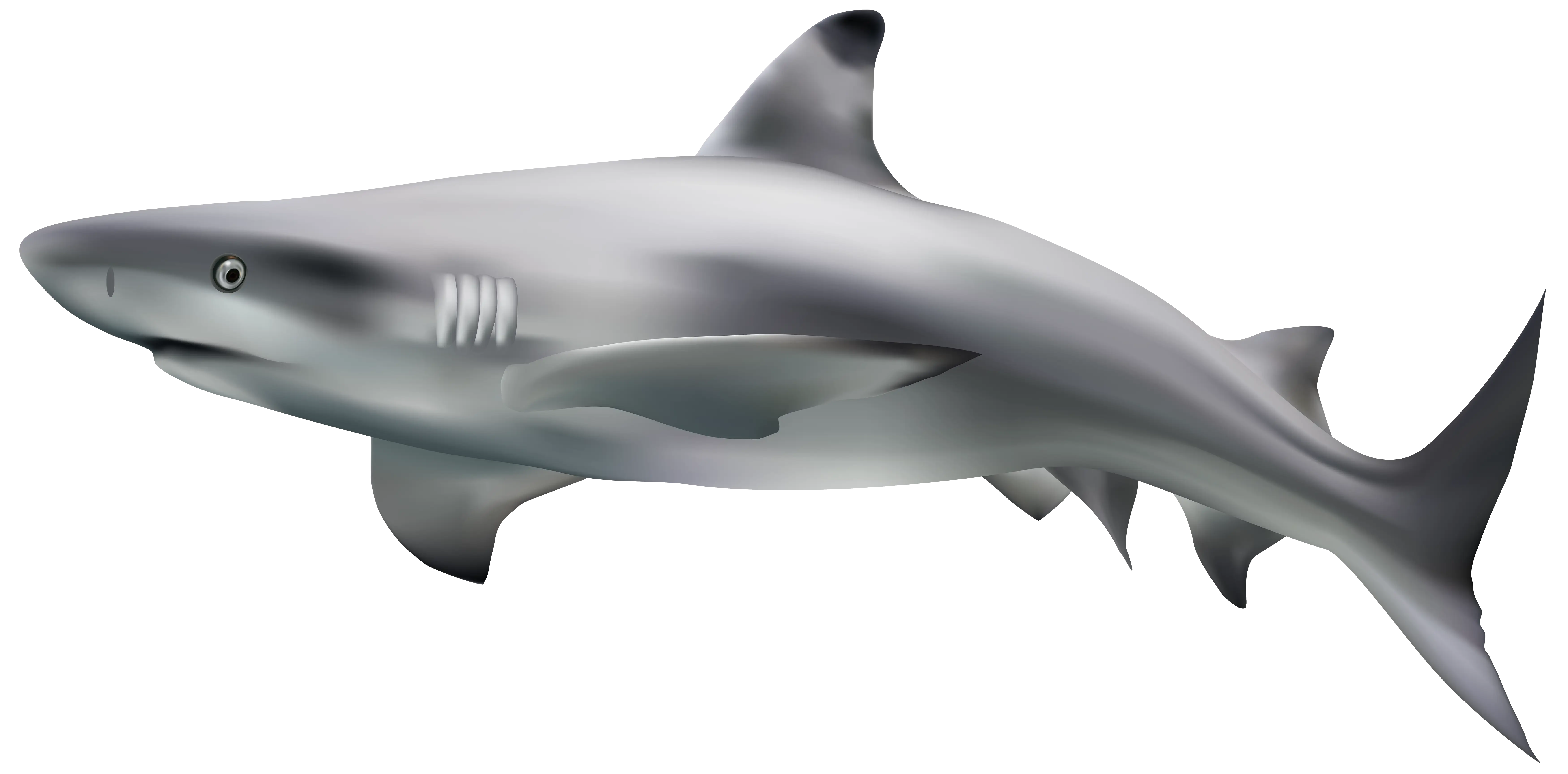 Realistic Shark Illustration