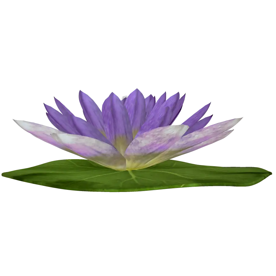 Purple Lotus Flower in Bloom