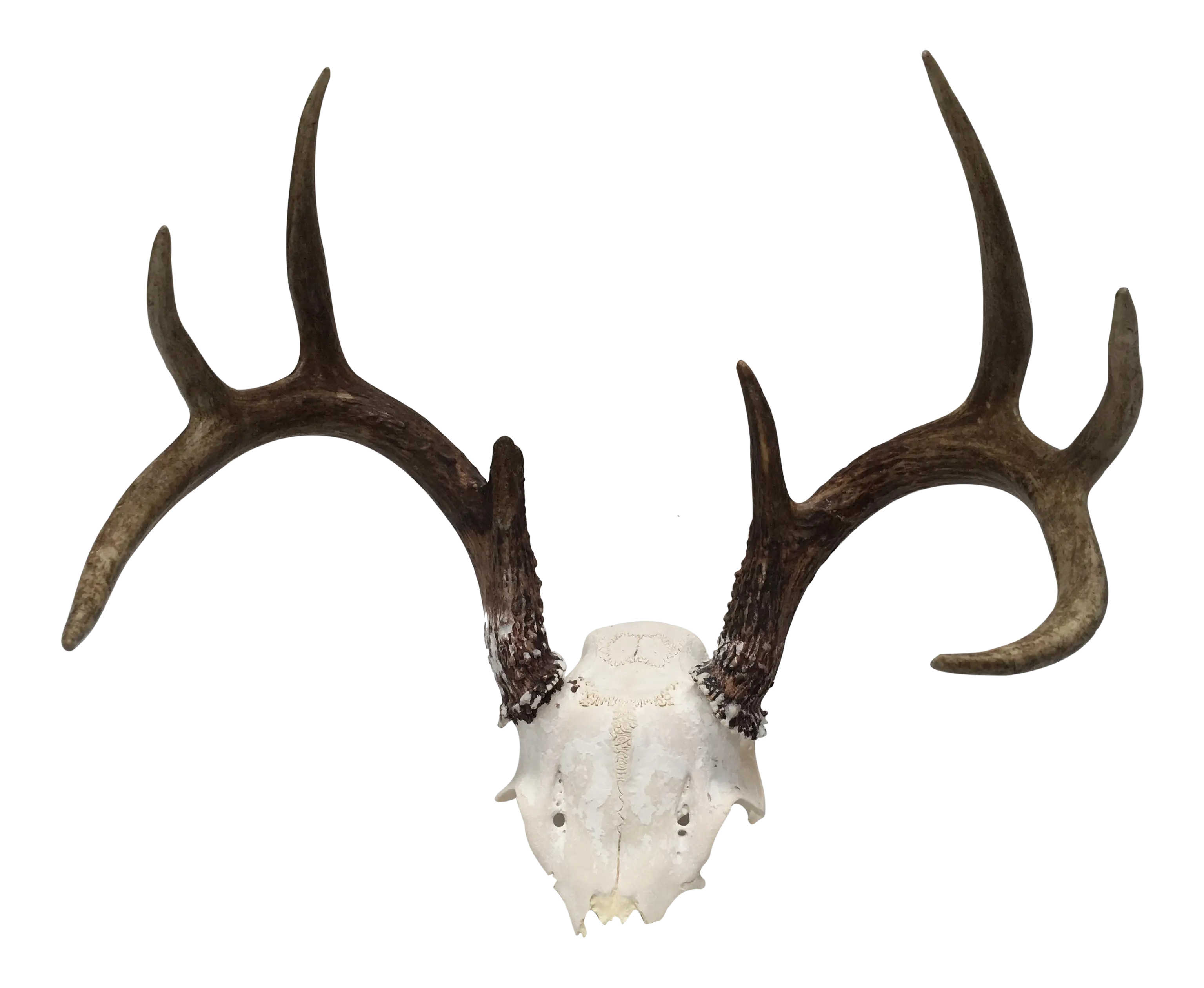Antlers and Skull for Rustic Decor