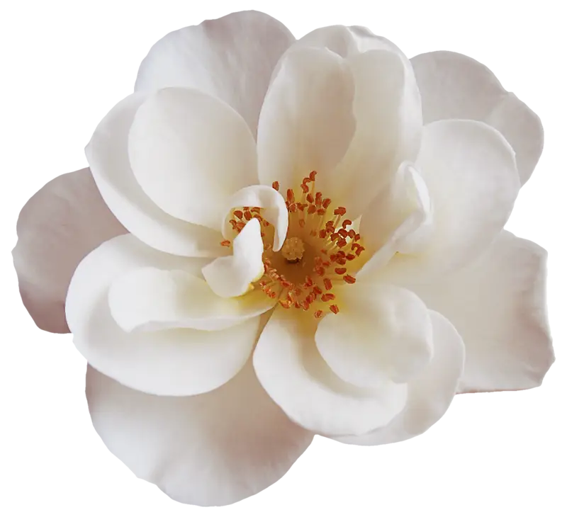 White Flower with Delicate Petals