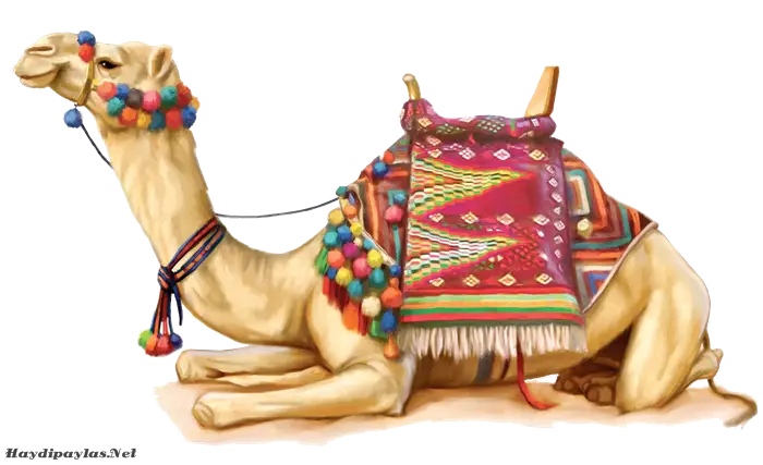 Decoratively Saddled Camel