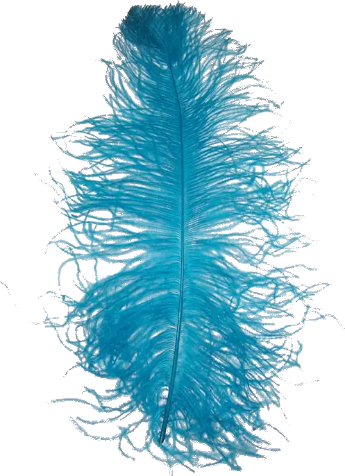 Delicate Blue Feather