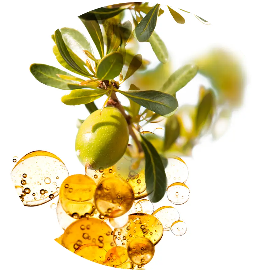 Argan Oil with Olive and Leaves Illustration