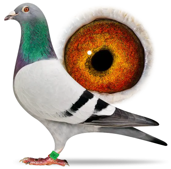 Pigeon with Detailed Close-Up Eye