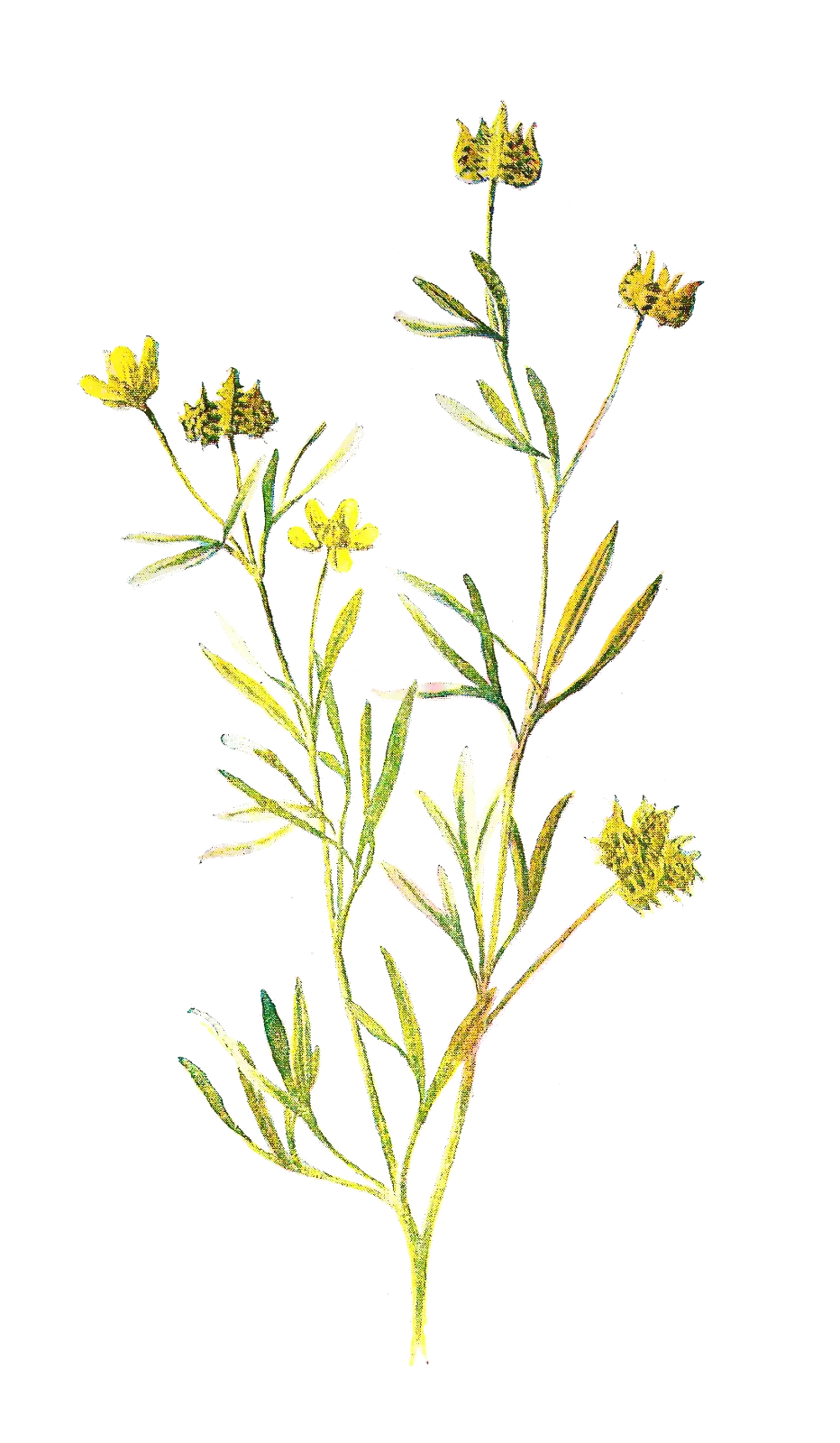 Yellow Wildflower Botanical Illustration