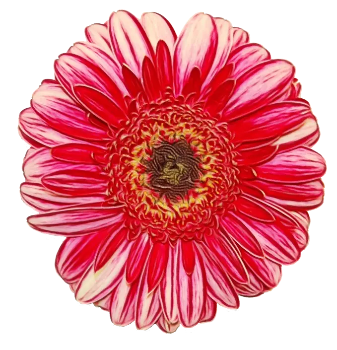 Red and Pink Daisy-Like Flower Illustration