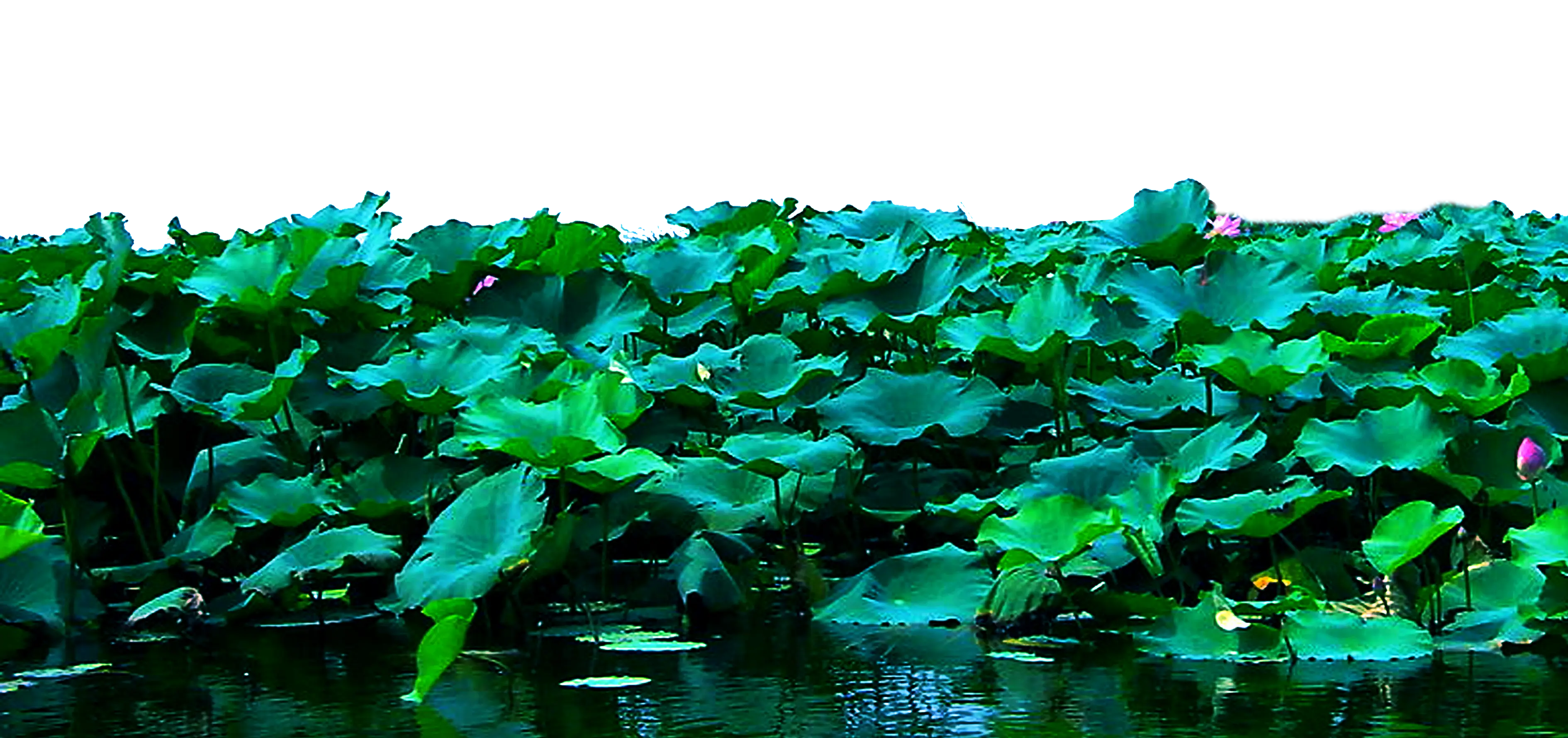 Lush Green Lotus Pond