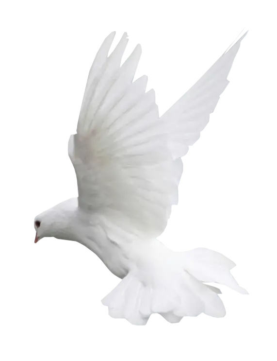 White Dove in Mid-Flight