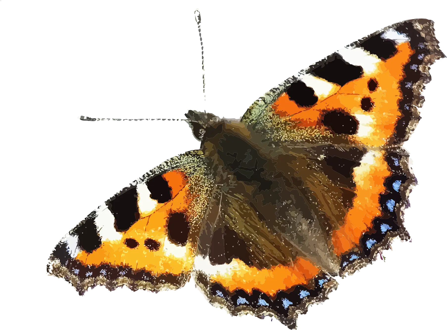 Butterfly with Vibrant Wings