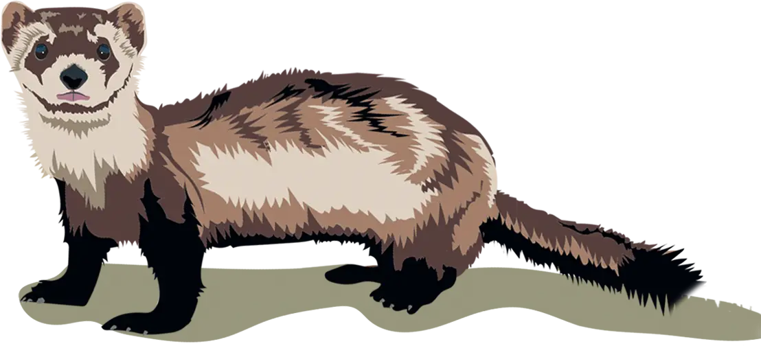 Brown and Black Ferret Illustration