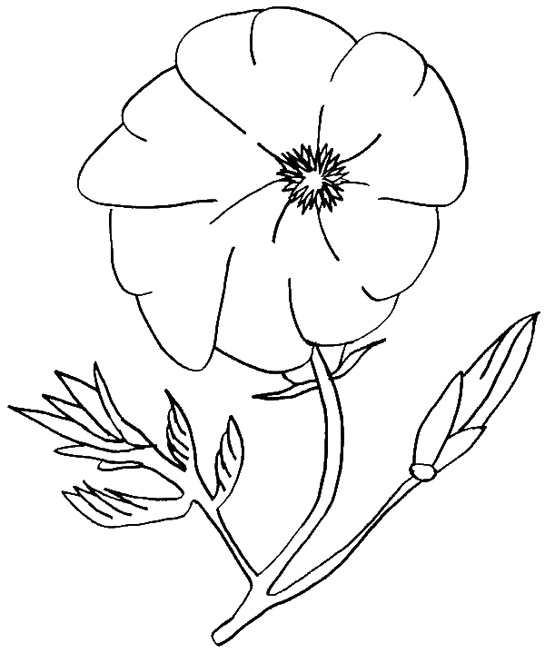 Outline Drawing of a Flower