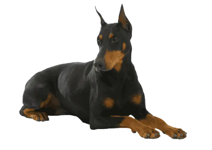 Doberman dog in a sitting position