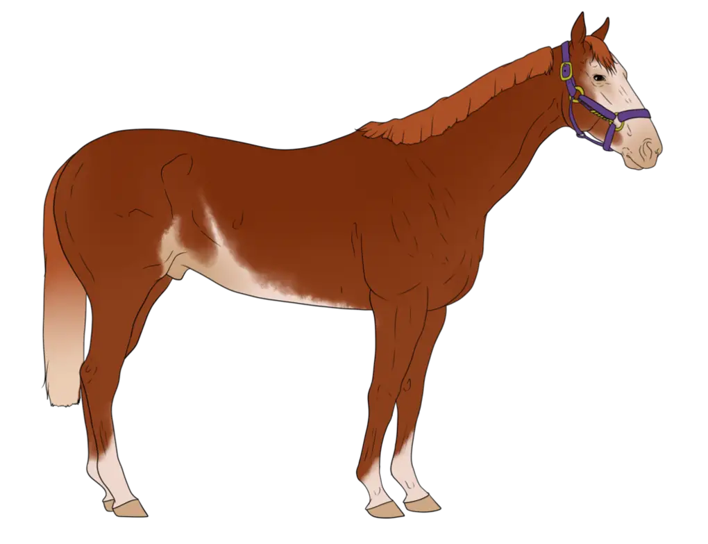 Brown Horse Illustration with Purple Halter