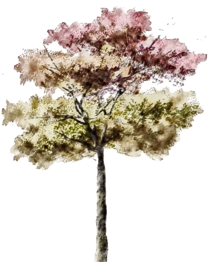 Artistic Watercolor Tree Illustration