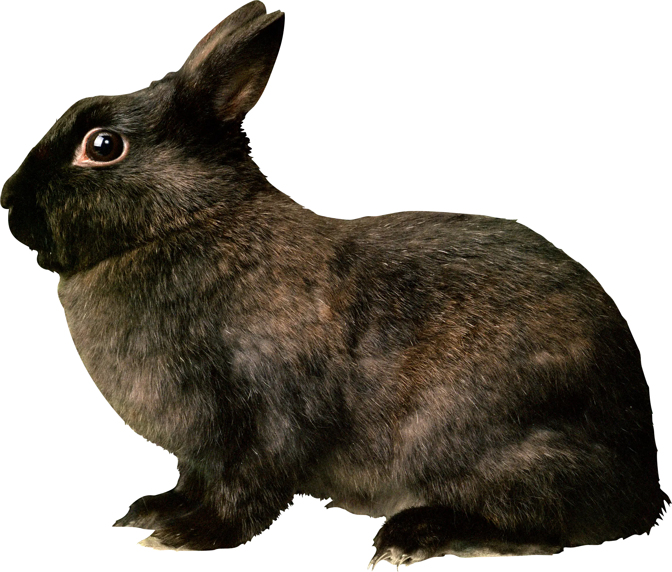 Black Rabbit with Soft Fur