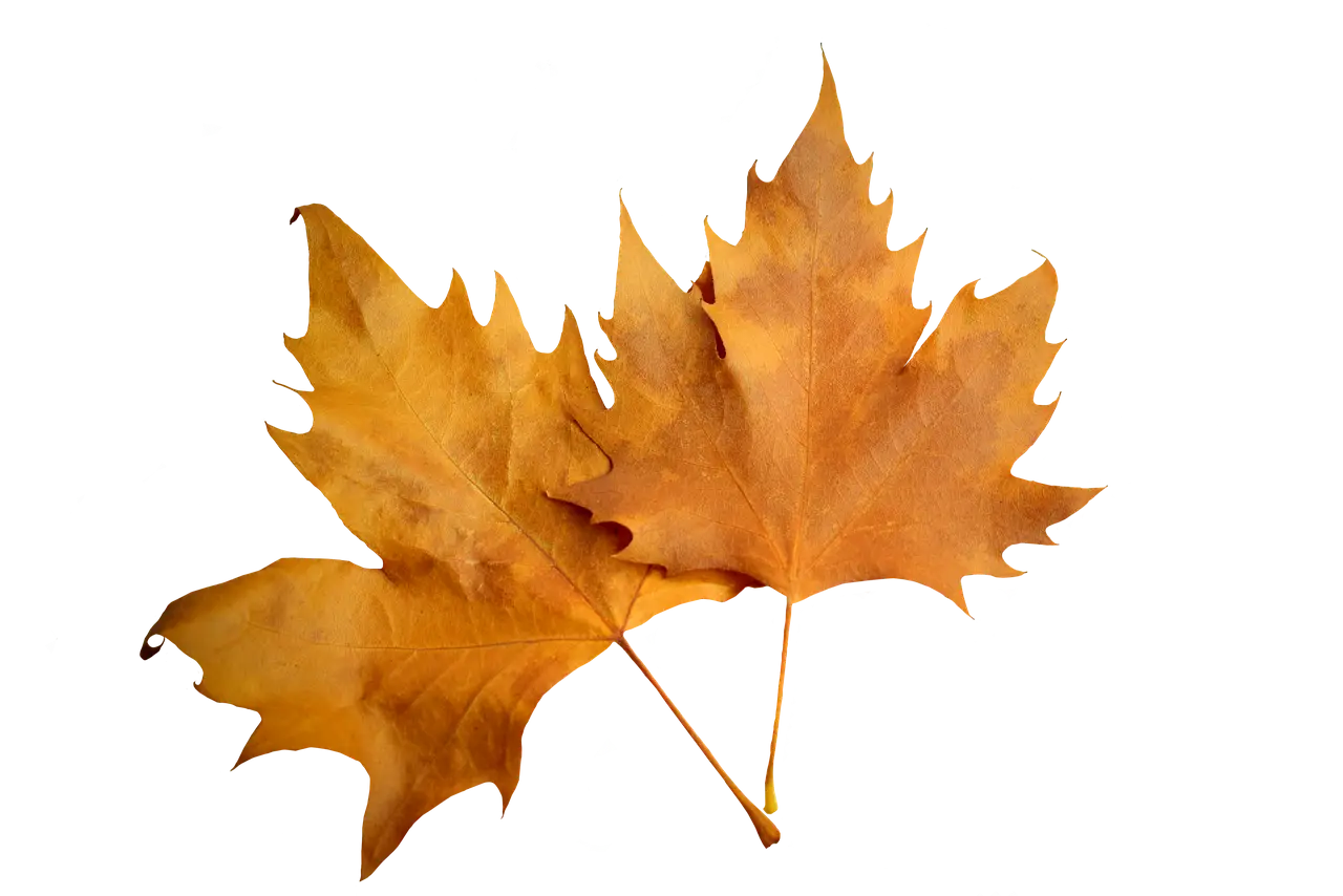 Yellow Autumn Leaves Symbolizing Fall Season
