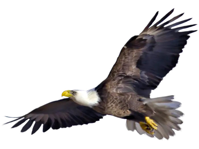 Flying Bald Eagle in Majestic Pose
