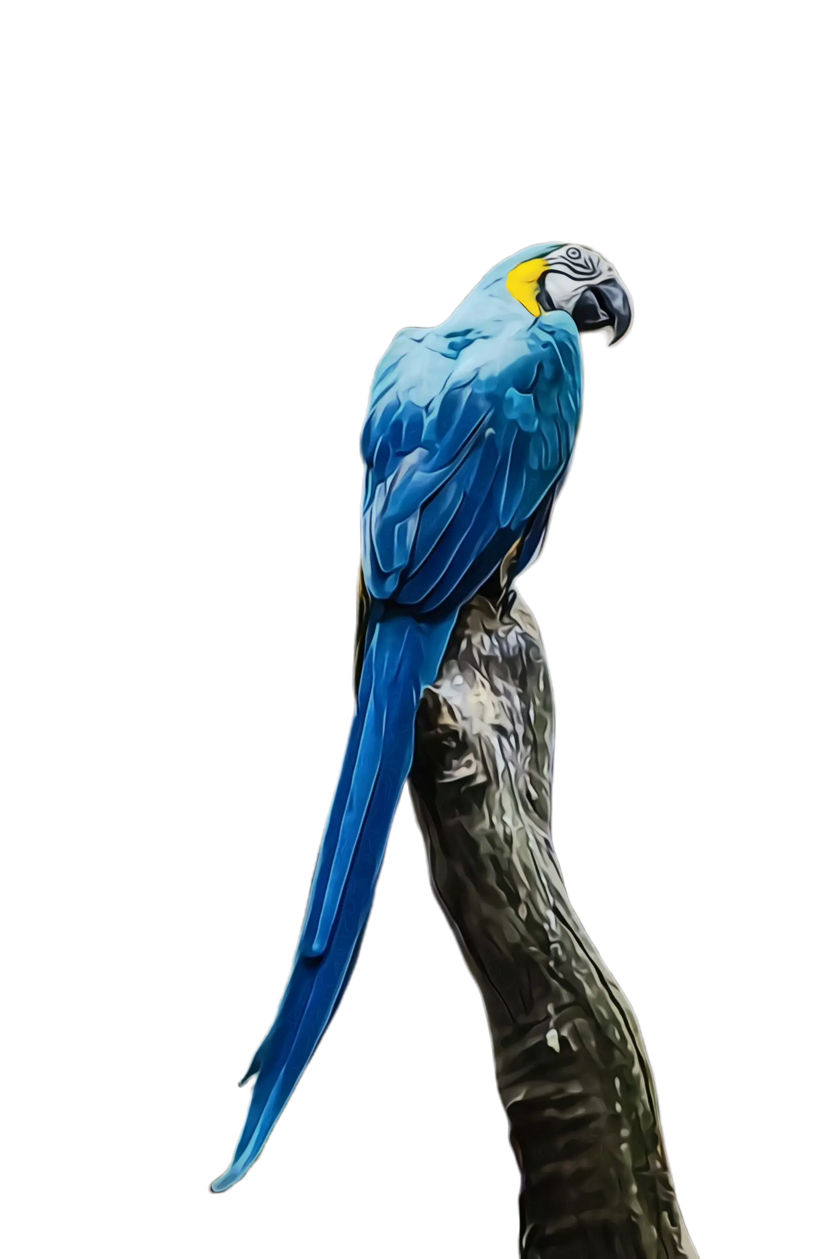 Blue and Yellow Macaw Illustration Perched Gracefully