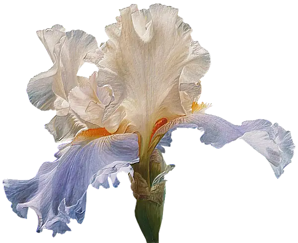 White and Lavender Iris Bloom with Soft Petals