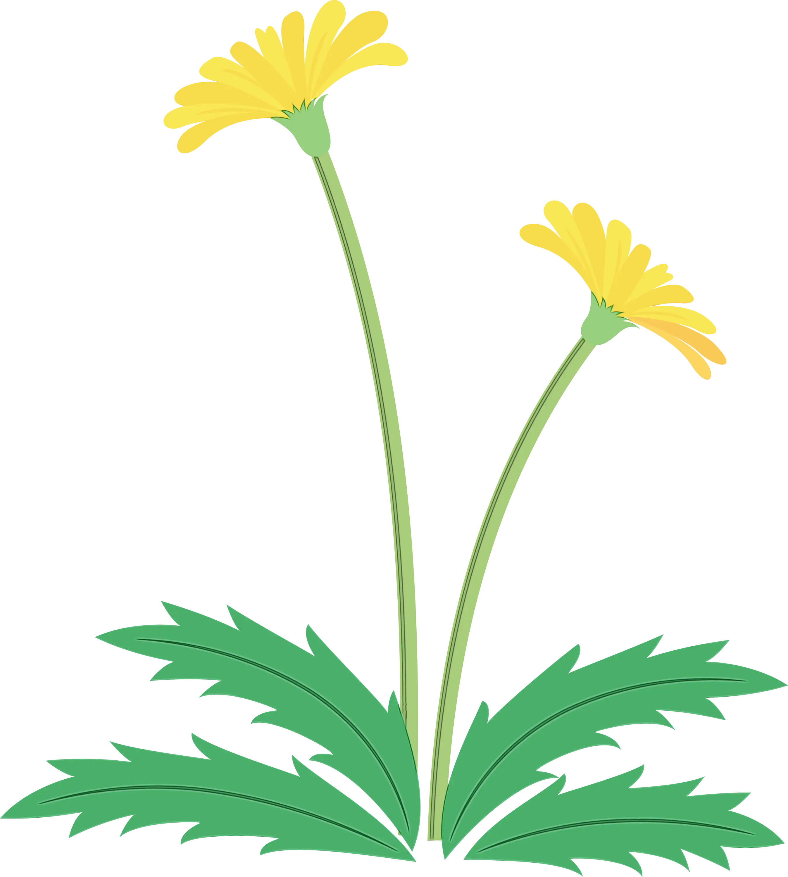 Yellow Dandelion Flowers with Green Leaves