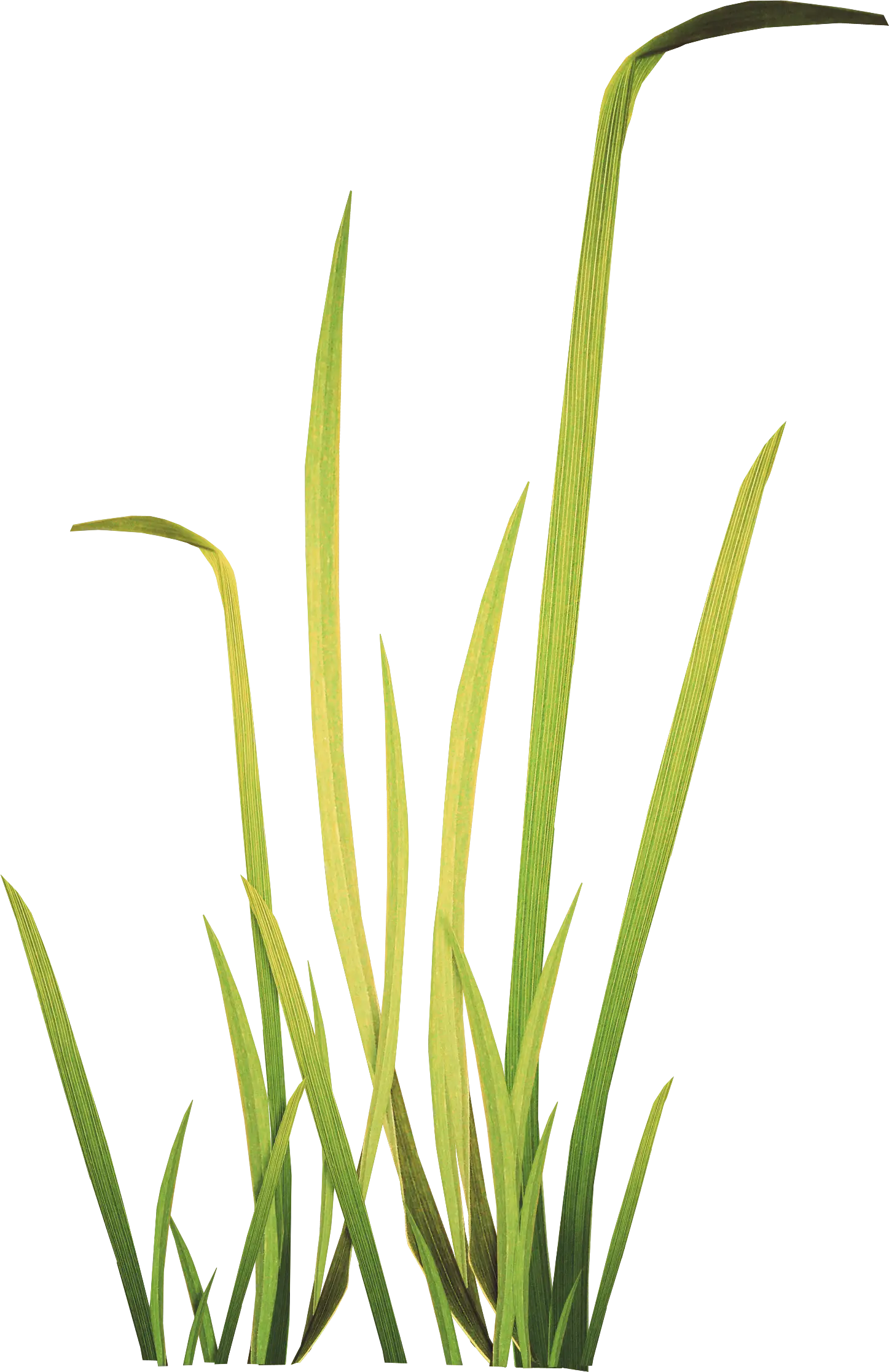 Green Grass Illustration