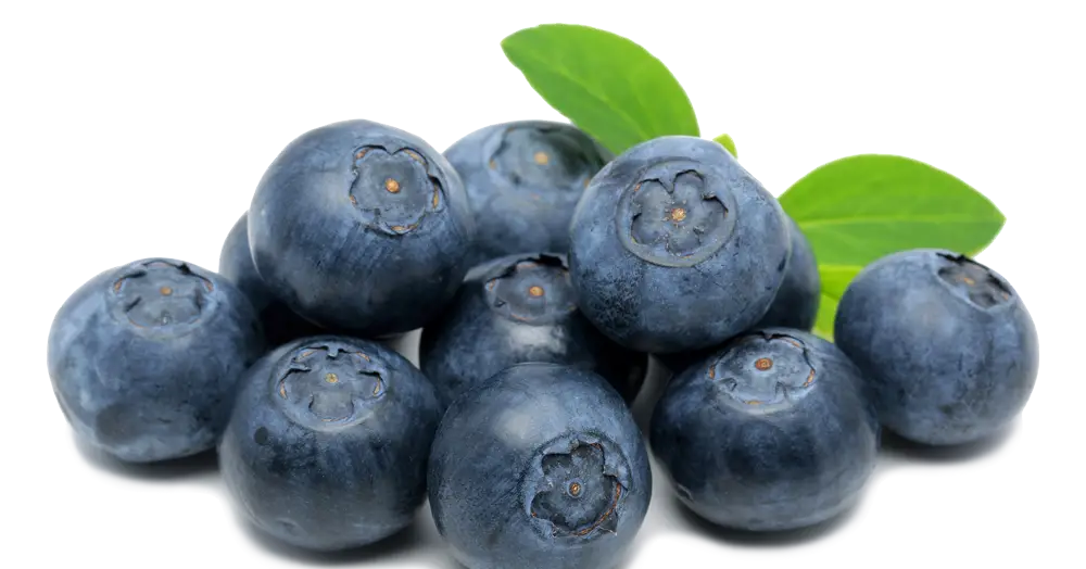 Fresh Blueberries with Leaf