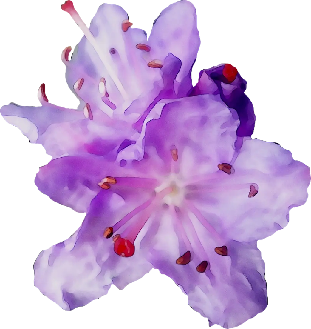Beautiful Purple Flower Illustration