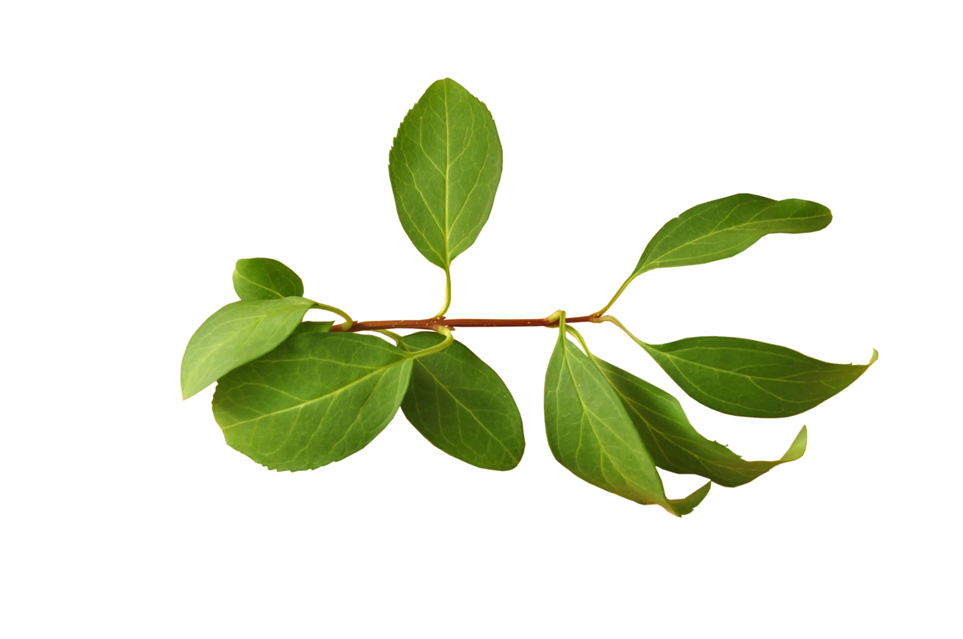 Branch with Green Leaves